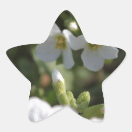 Blume und grüne Blätter in einem weißen Sommergart Stern-Aufkleber