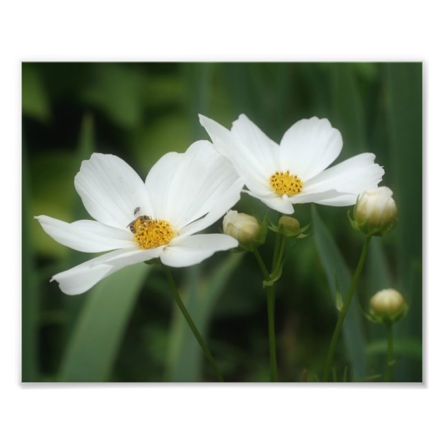 Blume und Honigbienen 8x10 Fotodruck (Vorne)