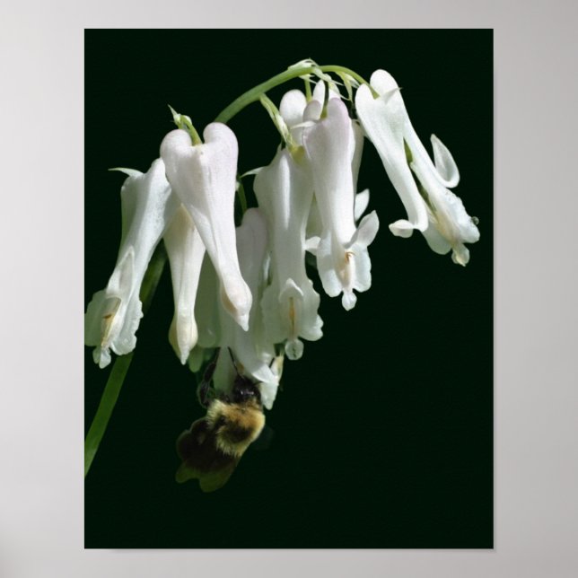 Blume und Hummel Poster (Vorne)