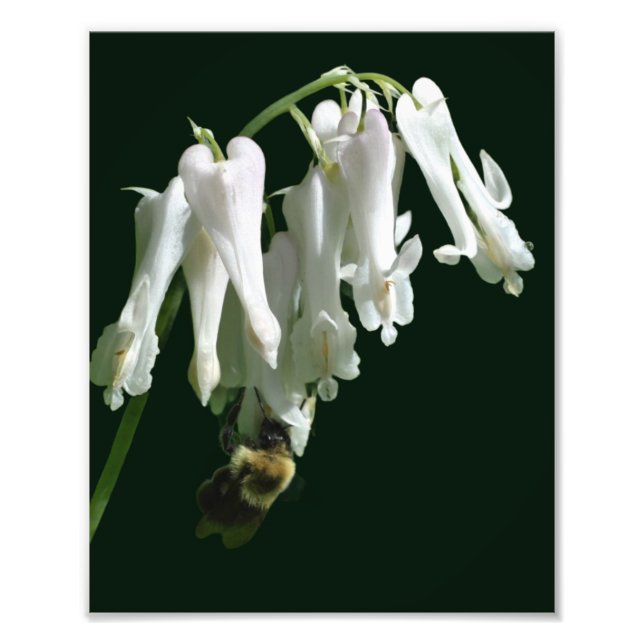 Blume und Hummelbiene 8x10 Fotodruck (Vorne)
