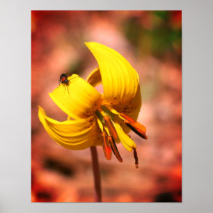 Blume und Insektenfreund der wilden Forellenlilie Poster