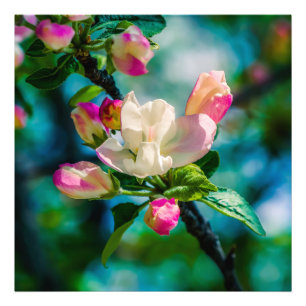 Blume und Knospen Fotodruck