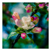 Blume und Knospen
