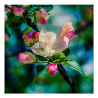 Blume und Knospen
