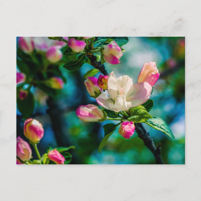 Blume und Knospen Postkarte (Vorderseite)