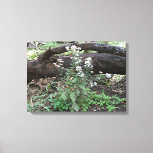Blume und Leinwand protokollieren