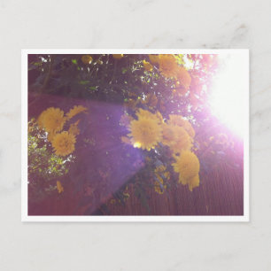Blume und Licht Postkarte