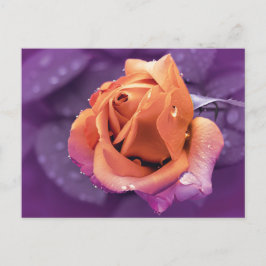 Blume und Regentropfen, Lila Duoton Postkarte