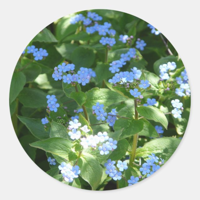 Blume, vergiss-me-not runder aufkleber (Vorderseite)