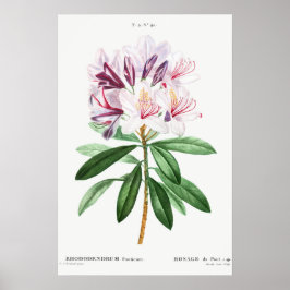 Blume Vintage botanische Kunst Poster