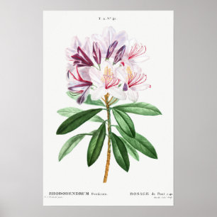 Blume Vintage botanische Kunst Poster