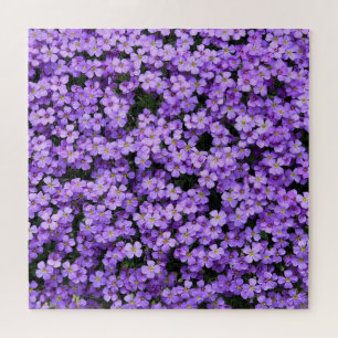 Blume - Violette