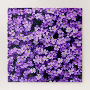 Blume - Violetten - Schön