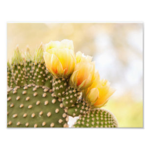 Blume von Arizona Fotodruck