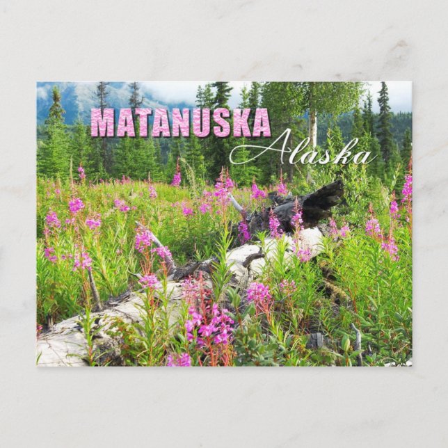 Blume von Feueralgen im Matanuska-Tal, Alaska Postkarte (Vorderseite)