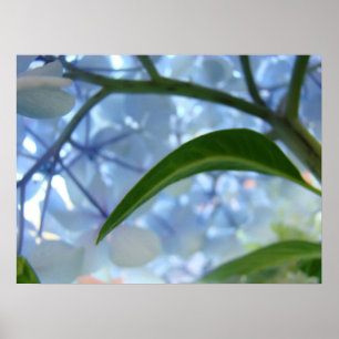 Blume von Fine Art Floral Blue Hydrangea Poster