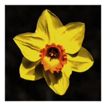 Blume von Graugelb-affodil