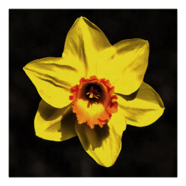 Blume von Graugelb-affodil Poster