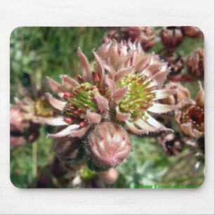 Blume von Hennen und Küken (Sempervivum) Mousepad