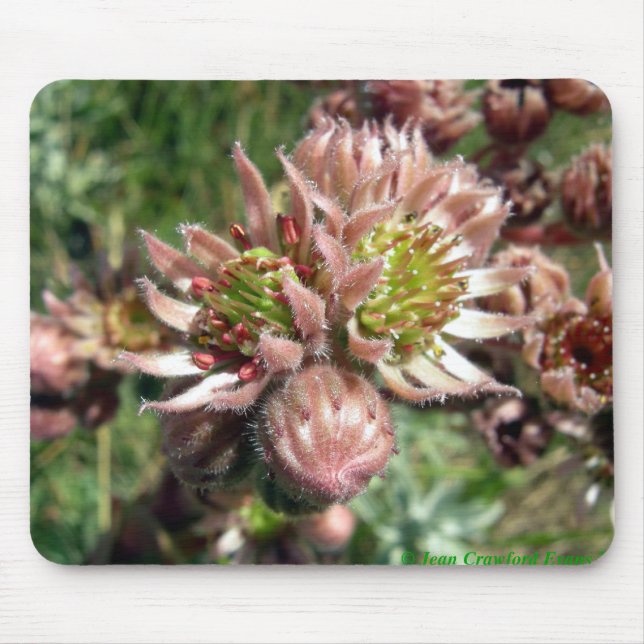 Blume von Hennen und Küken (Sempervivum) Mousepad (Vorne)