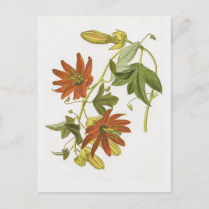 Blume von Leidenschaft Postkarte