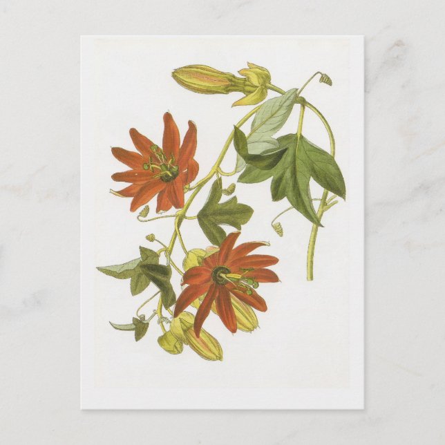 Blume von Leidenschaft Postkarte (Vorderseite)