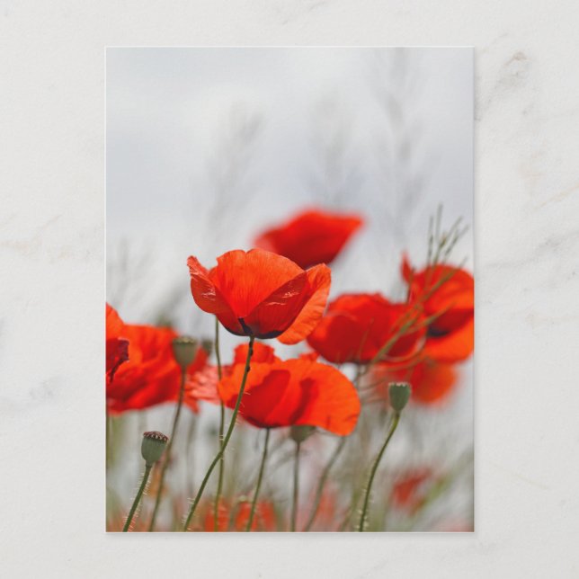 Blume von Mohn in einem Feld. Postkarte (Vorderseite)