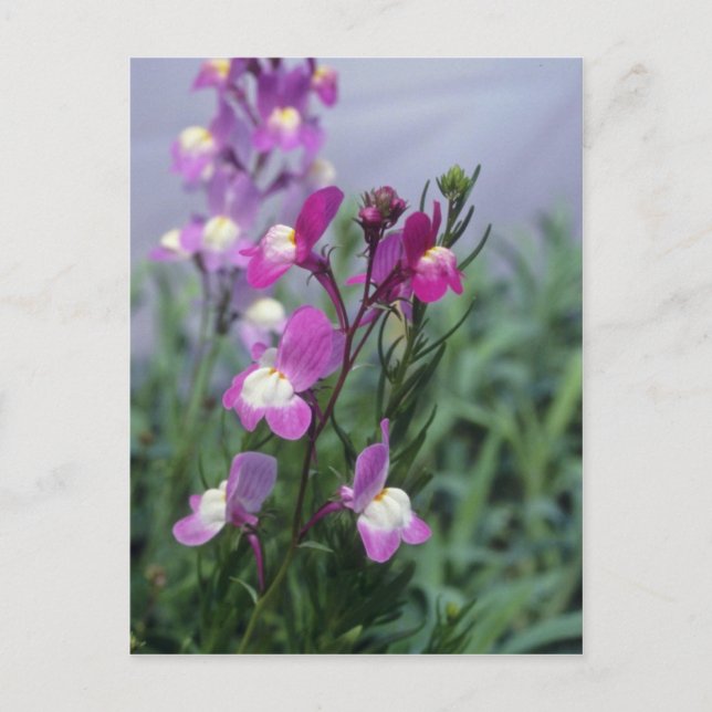 Blume von Rosa Toadflax (Linaria Maroccana) Postkarte (Vorderseite)