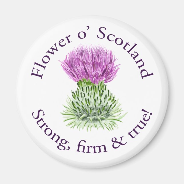 Blume von Schottland. Starke, feste und wahr! Magnet (Vorne)