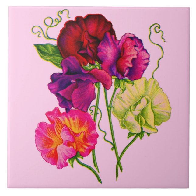 Blume von Süßerbsen in lila und rosa Fliese (Vorderseite)