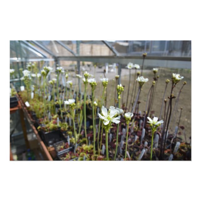 Blume von Venus-Flytraps Fotodruck (Vorne)