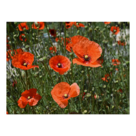 Blume von wild lebendem Mohn in Paphos, Zypern Poster