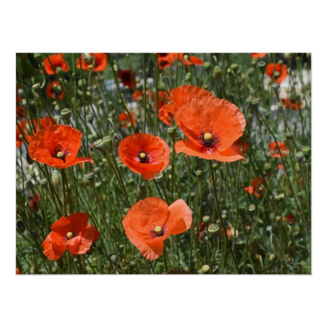 Blume von wild lebendem Mohn in Paphos, Zypern Poster (Vorderseite)