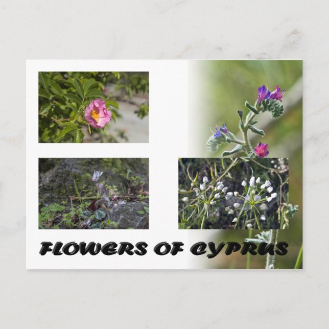 Blume von Zyrusfrüchten auf Postkarte (Vorderseite)