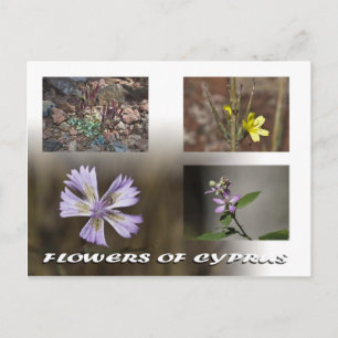 Blume von Zyrusfrüchten auf Postkarte