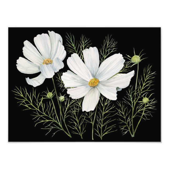 Blume Wasserfarbe Weißer Kosmos Botanische Malerei Fotodruck (Vorne)