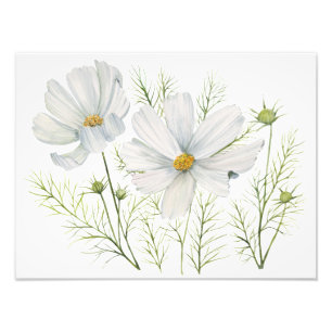 Blume Wasserfarbe Weißer Kosmos Botanische Malerei Fotodruck