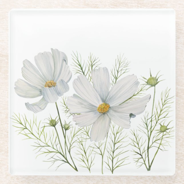 Blume Wasserfarbe Weißer Kosmos Botanische Malerei Glasuntersetzer (Vorderseite)