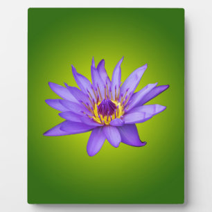 Blume Wasserlilie Wasserbecken Lila Wasser Blüte Fotoplatte