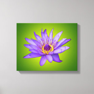 Blume Wasserlilie Wasserbecken Lila Wasser Blüte Leinwanddruck