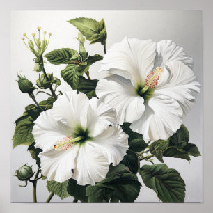 Blume Weißer Hibiskus Art Print Poster