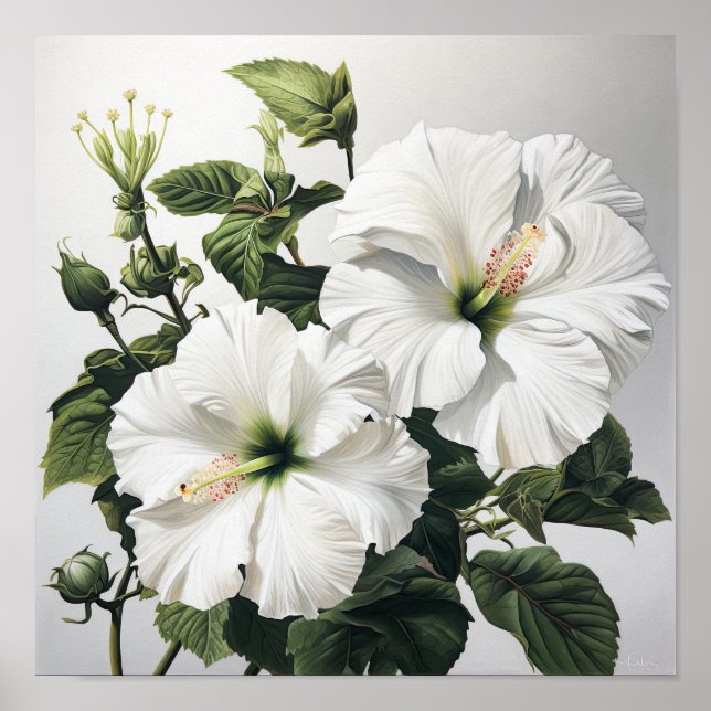 Blume Weißer Hibiskus Art Print Poster (Vorne)