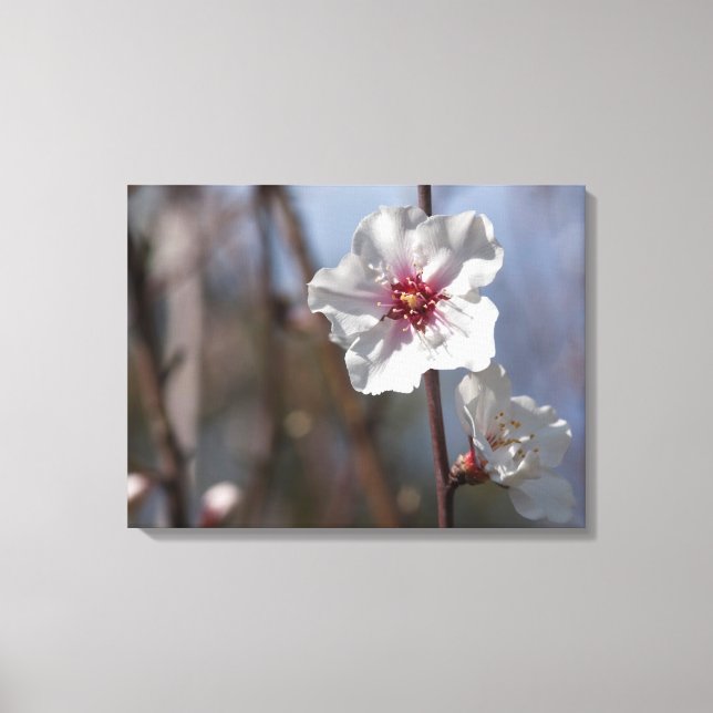 Blume Weißes Mandeln - Natürliche Frühlingsstimmun Leinwanddruck (Vorderseite)