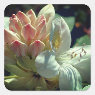 Blume White Azalea  Quadratischer Aufkleber