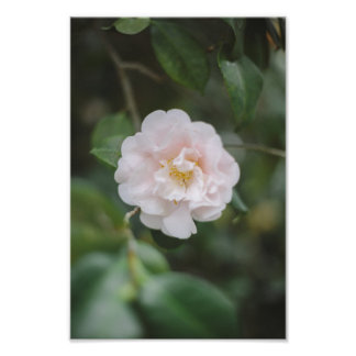 Blume White Camellia Fotodruck