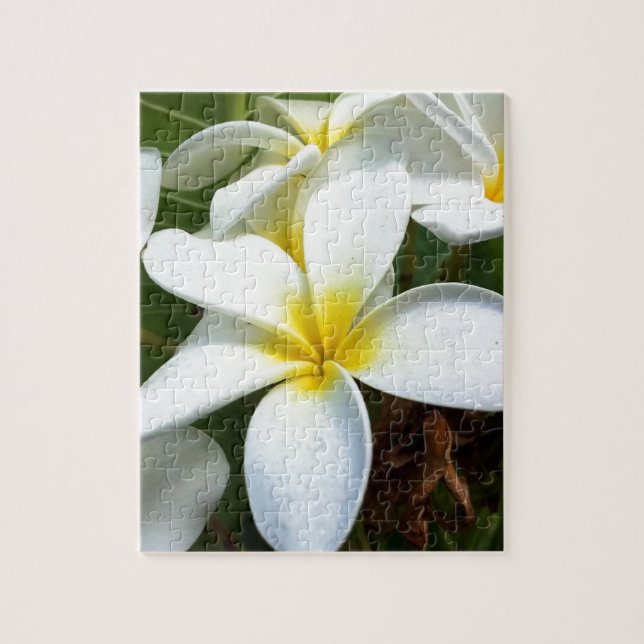 Blume White Hawaii Plumeria (Vertikal)