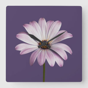Blume White & Lila Daisy Quadratische Wanduhr