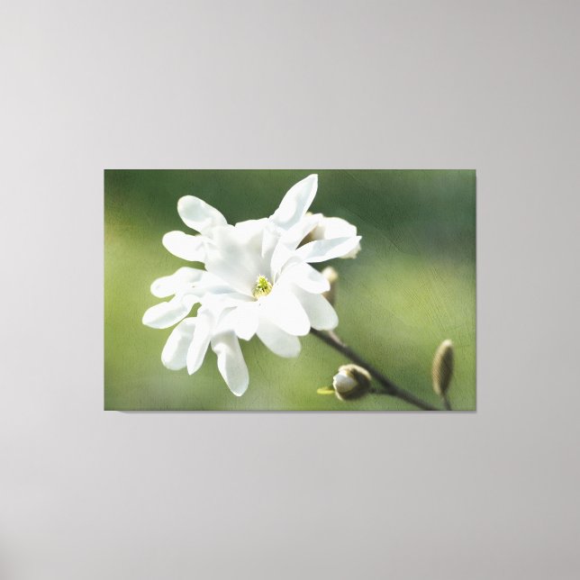 Blume White Magnolia Leinwanddruck (Vorderseite)