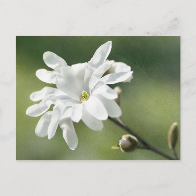 Blume White Magnolia Postkarte (Vorderseite)