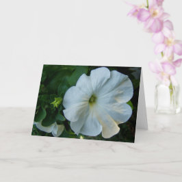 Blume White Petunia Karte